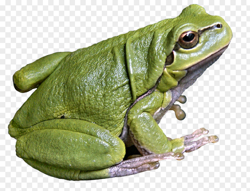 Frog American Bullfrog Edible Tree Amphibian PNG