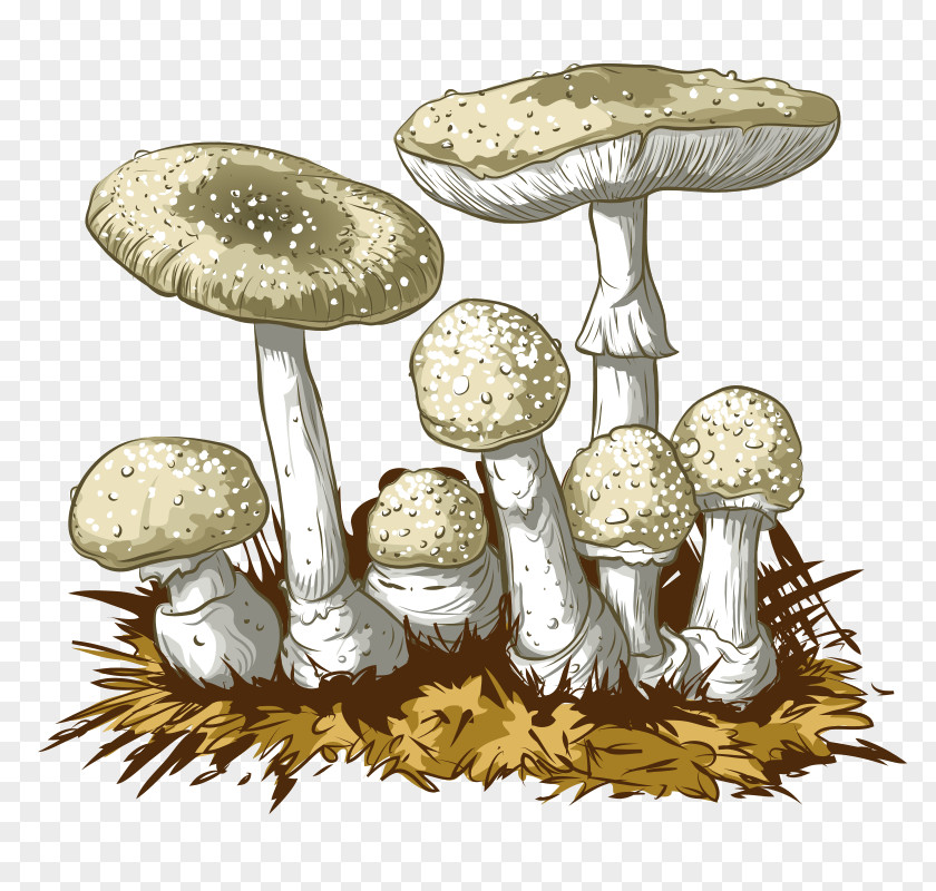 Hand Drawn Mushrooms,food,straw Mushroom,plant,food Amanita Muscaria Edible Mushroom Fungus PNG