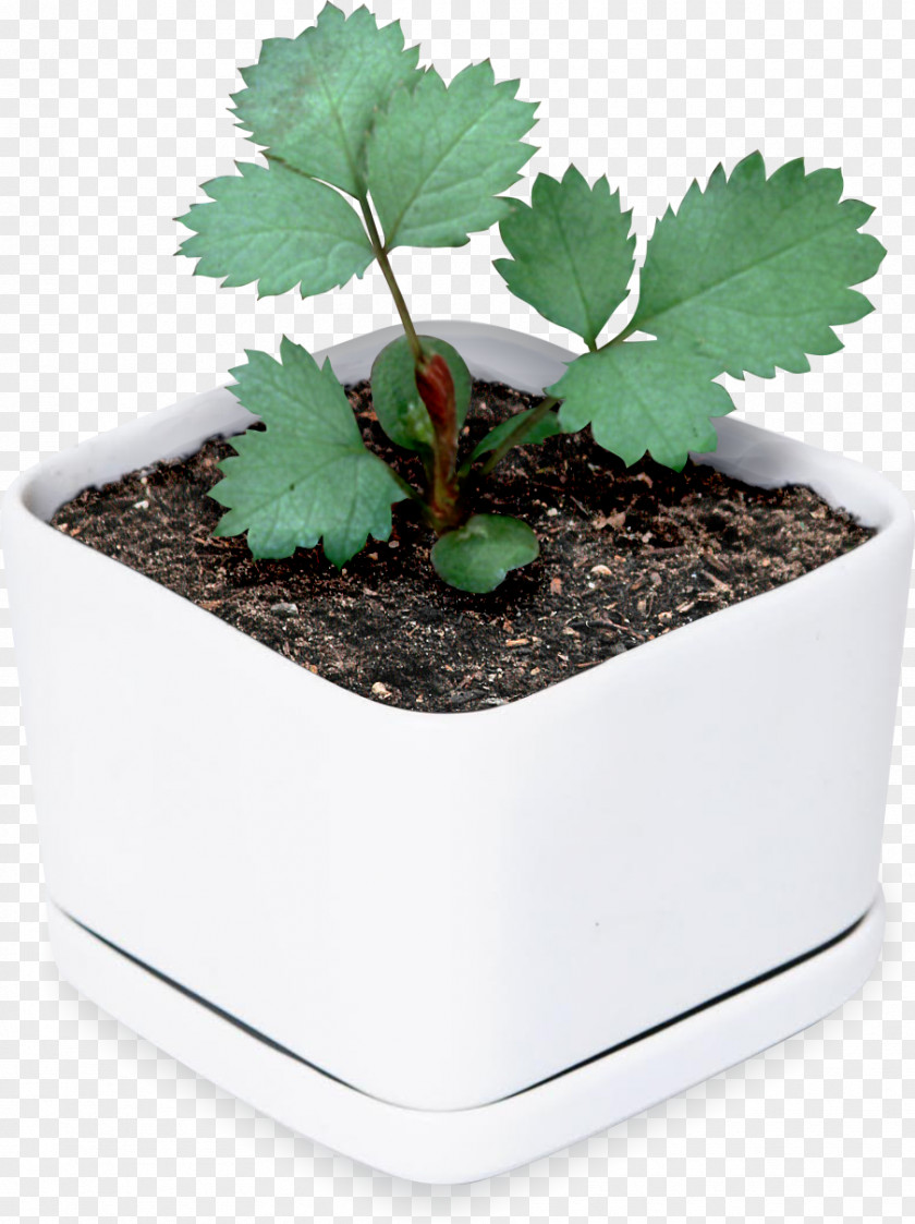 Leaf Flowerpot Houseplant Tree Herb PNG
