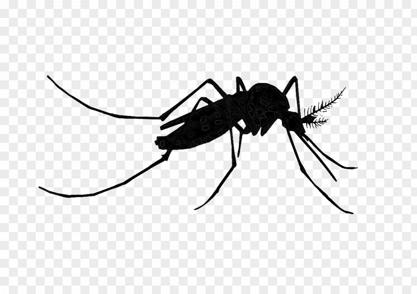 M Mosquito Insect Black & White PNG