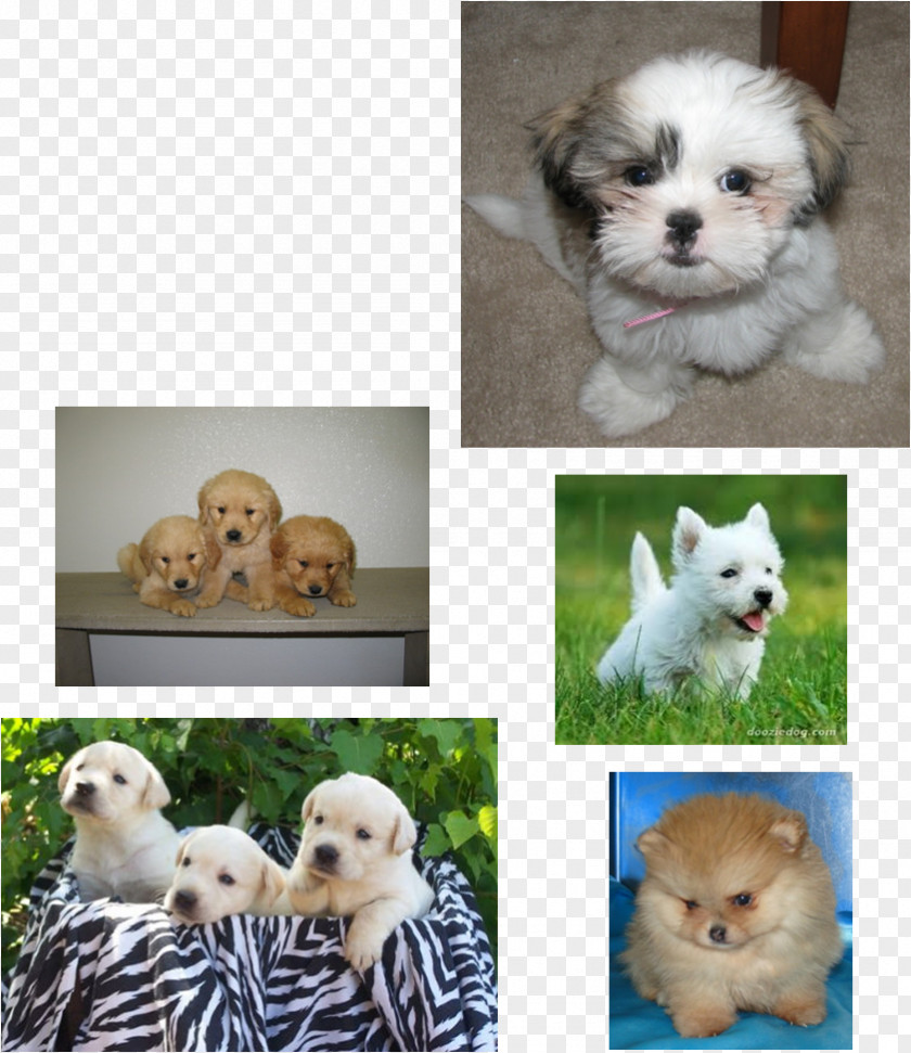 Puppy Maltese Dog Havanese Shih Tzu Morkie PNG