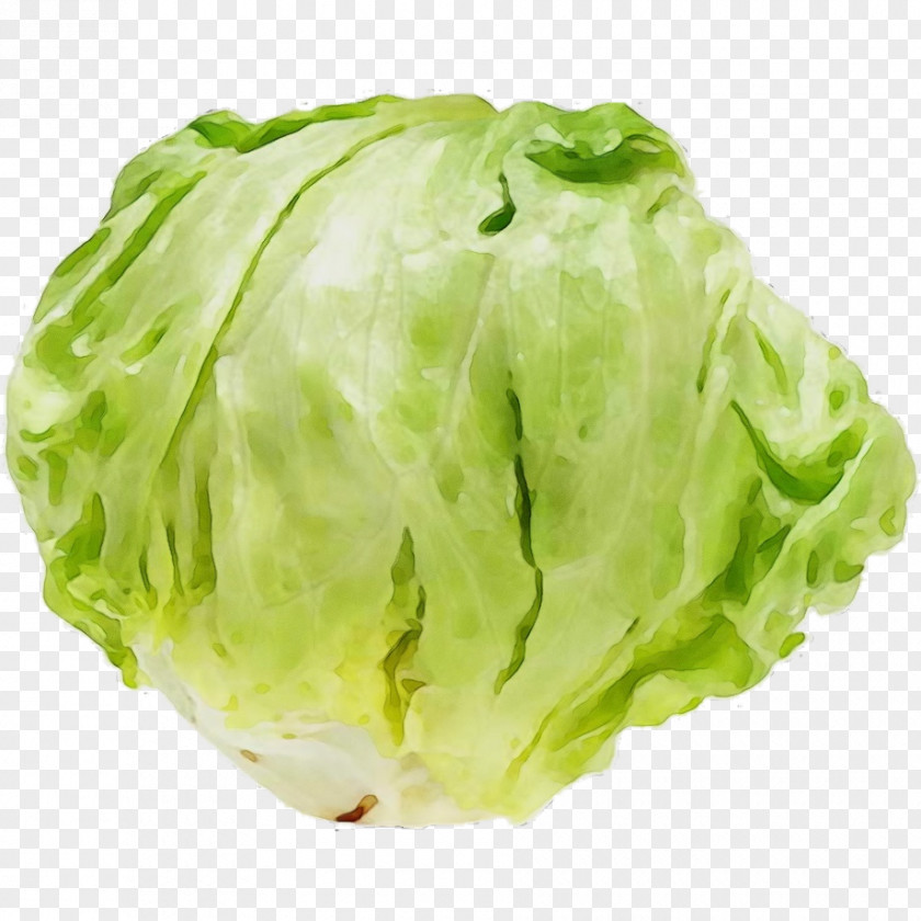 Romaine Lettuce Cabbage PNG