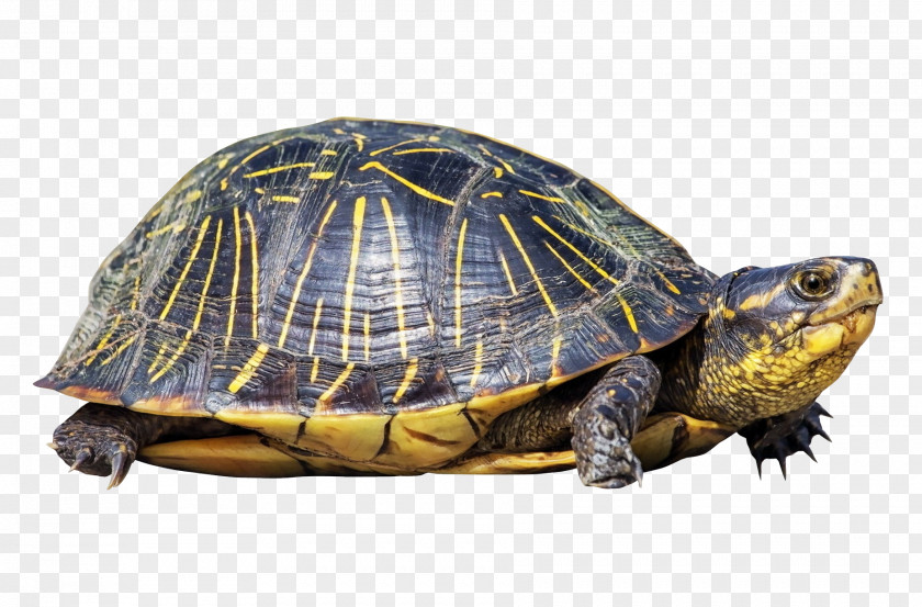 Turtle PNG