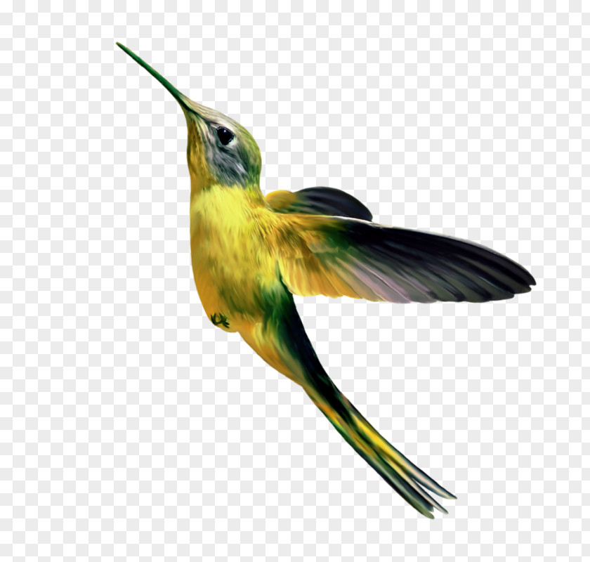 Bird Hummingbird Gongbi Parrot 飛翔的小鳥 PNG