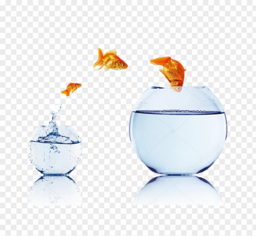Business Stock Photography Goldfish PNG