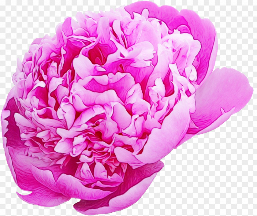 Cabbage Rose Garden Roses Peony Cut Flowers Petal PNG