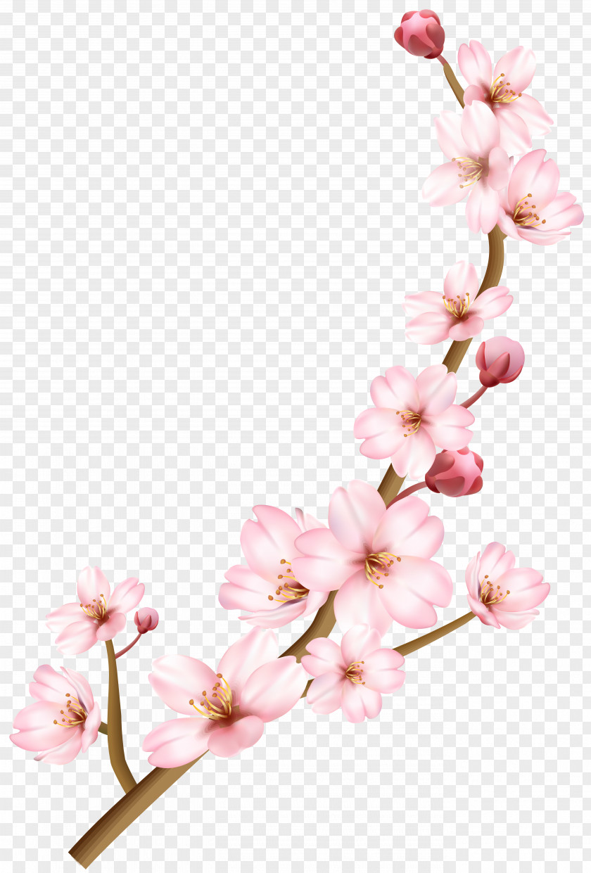 Cherry Blossom Image Branch PNG
