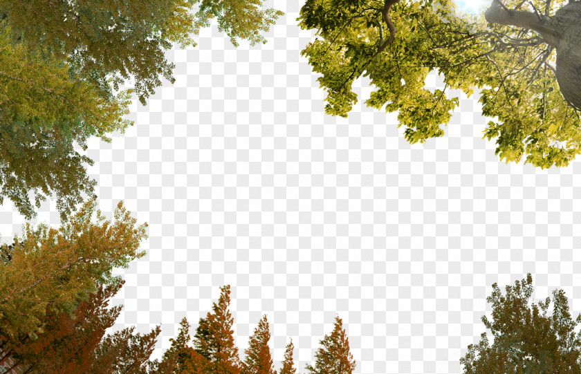 Free Autumn Woods Shooting To Pull Material Sky Wallpaper PNG