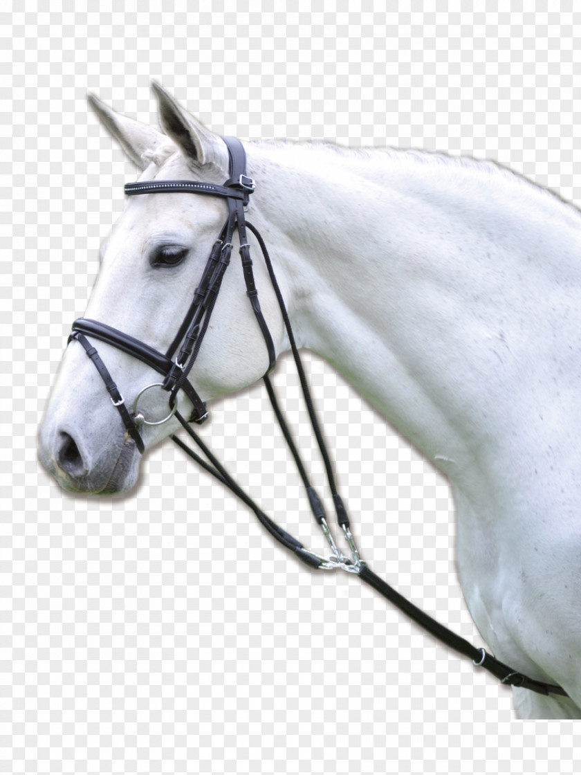 Horse Equestrian Chambon Longeing Rein PNG