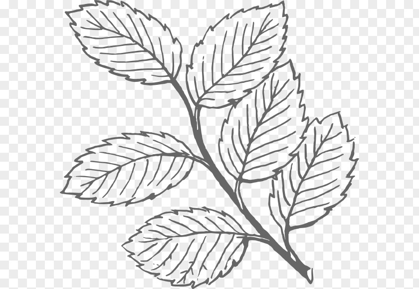 Leaf Drawing Clip Art PNG