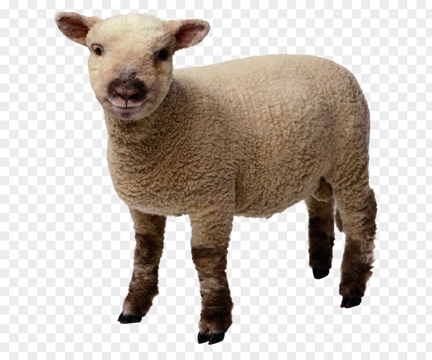 Sheep Lamb And Mutton Clip Art PNG