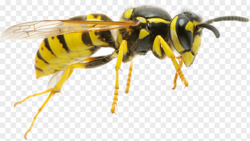 Wasp Hornet Characteristics Of Common Wasps And Bees Insect PNG