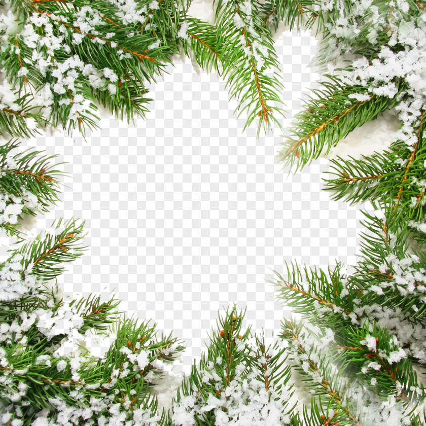 Woody Plant Evergreen Christmas Frame Border Decor PNG