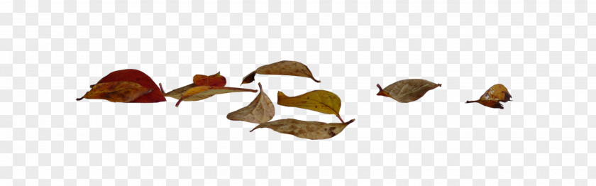 Autumn Leaves PNG