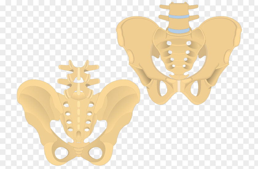 Bone Coccyx Sacrum Vertebral Column Pelvis PNG