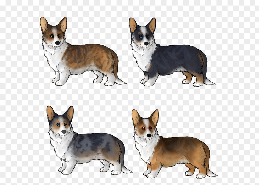 Dynamic Shading Cardigan Welsh Corgi Pembroke Norwegian Lundehund Companion Dog Corgi-Chihuahua PNG