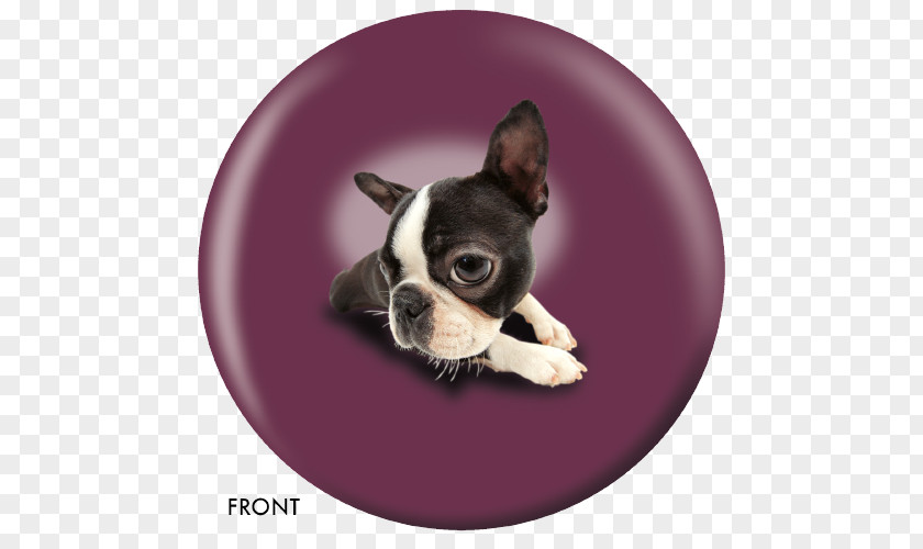 Puppy Boston Terrier Toy Bulldog Dog Breed PNG