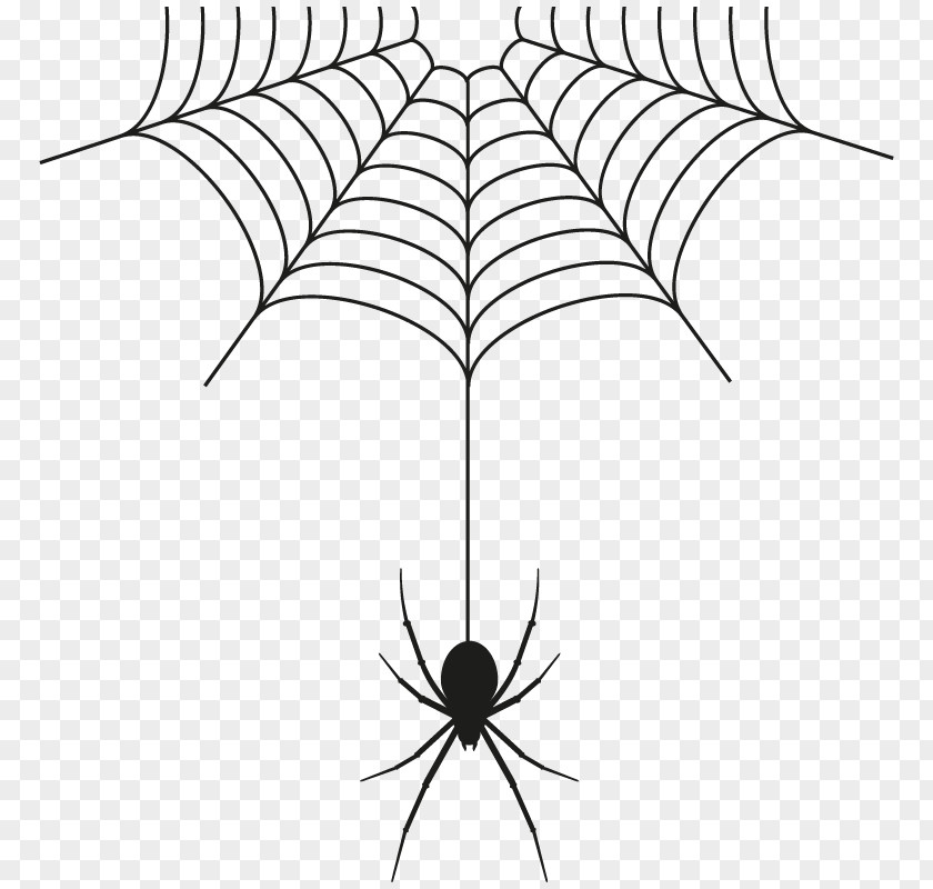 Spider Web PNG
