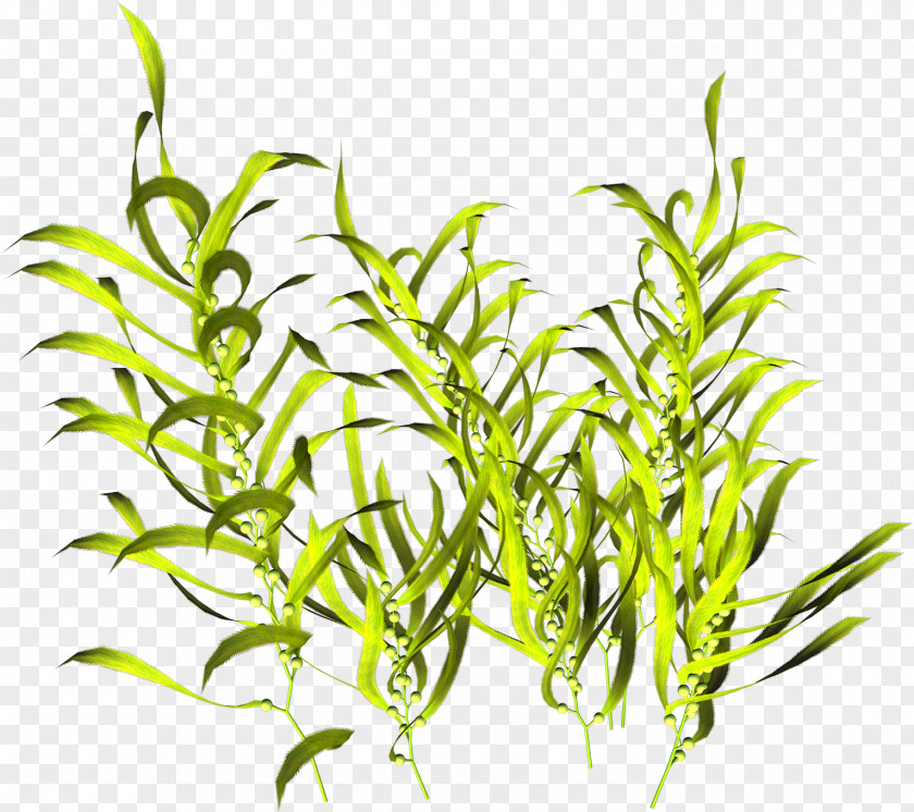 Aloe Algae Seaweed Aquatic Plants PNG