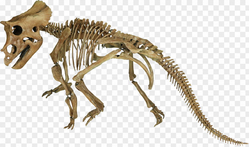 Dinosaur Tyrannosaurus Triceratops Late Cretaceous Hell Creek Formation Mosasaurus PNG