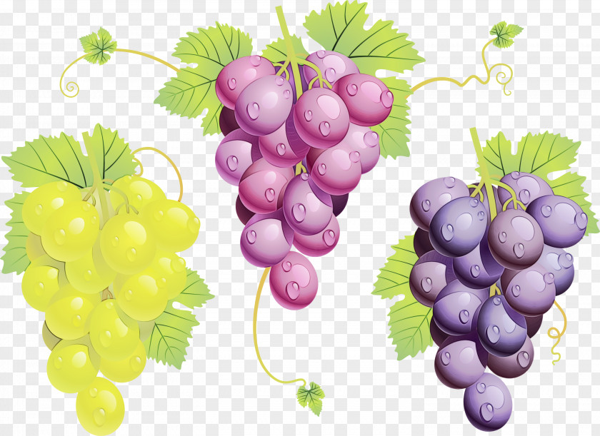 Flower Grape Seed Extract Watercolor Background PNG