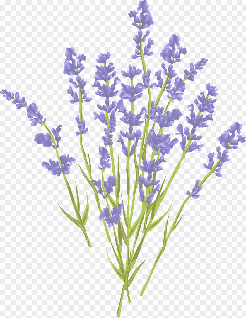 Lavender Bouquet Euclidean Vector Royalty-free Illustration PNG