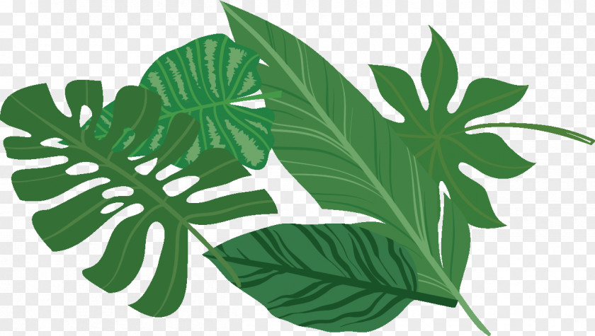 Melanie Martinez Herb Food Leaf Vegetable Gift PNG