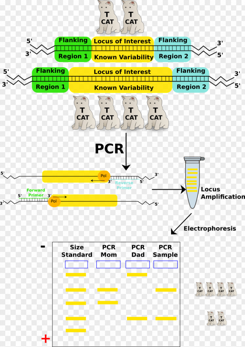 PCR Polymerase Chain Reaction Variable Number Tandem Repeat Bovine Serum Albumin Nucleic Acid Sequence PNG