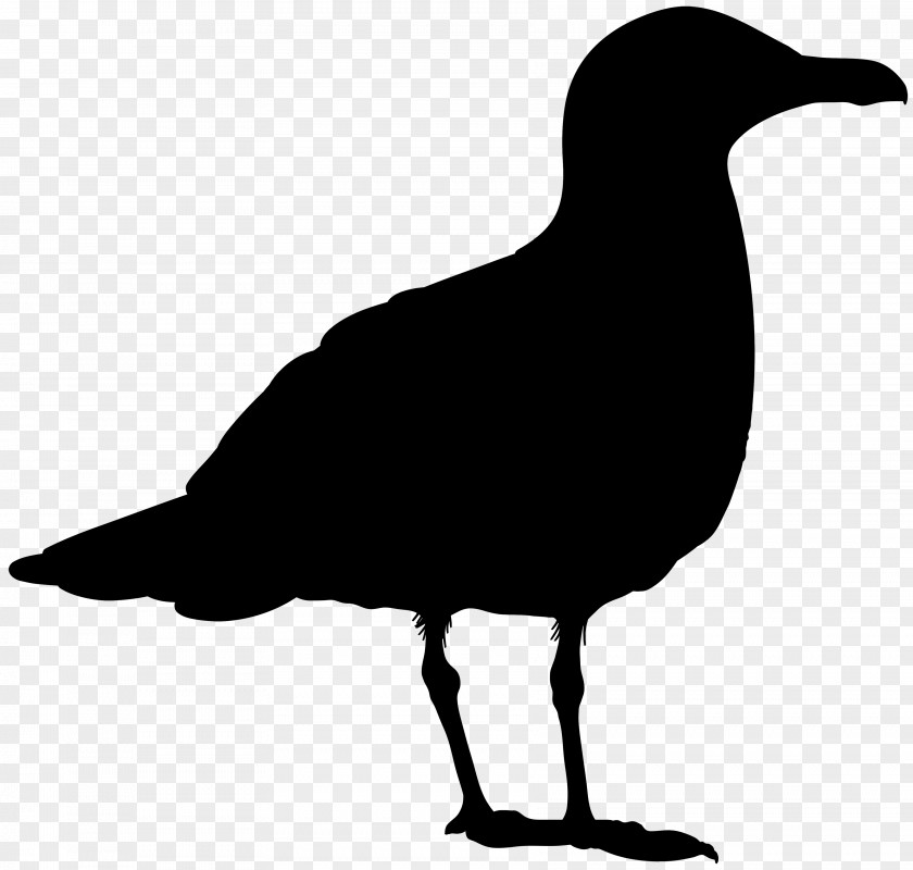 Beak Clip Art Fauna Silhouette PNG