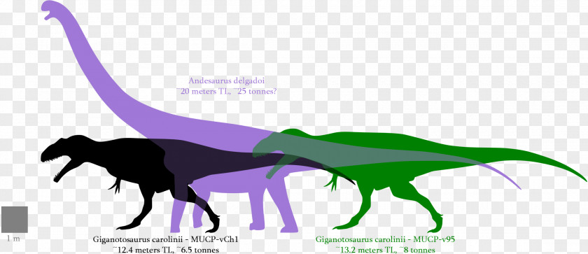 Dinosaur Giganotosaurus Argentinosaurus Size Tyrannosaurus Mapusaurus PNG