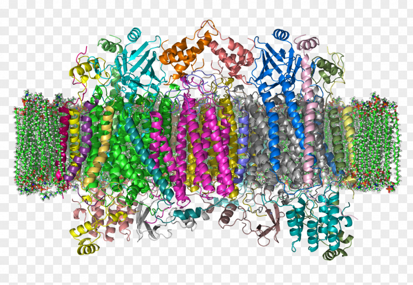 Intermembrane Space Cytochrome C Oxidase PNG