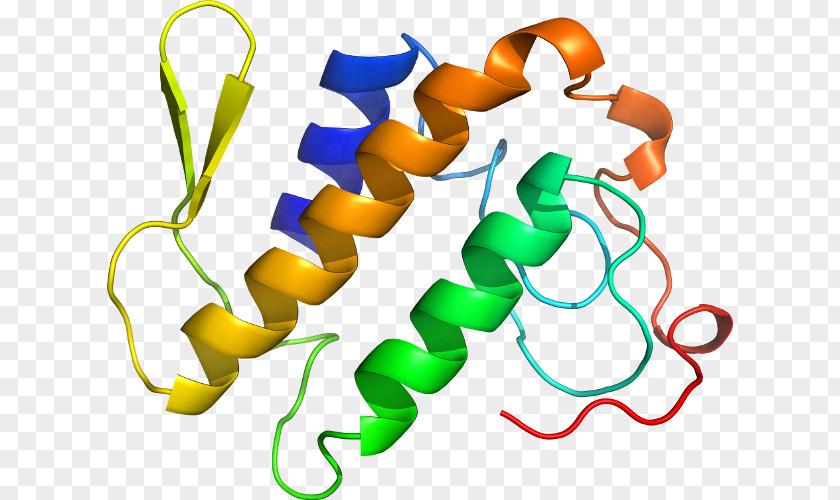 Phospholipase A2 Clip Art PNG