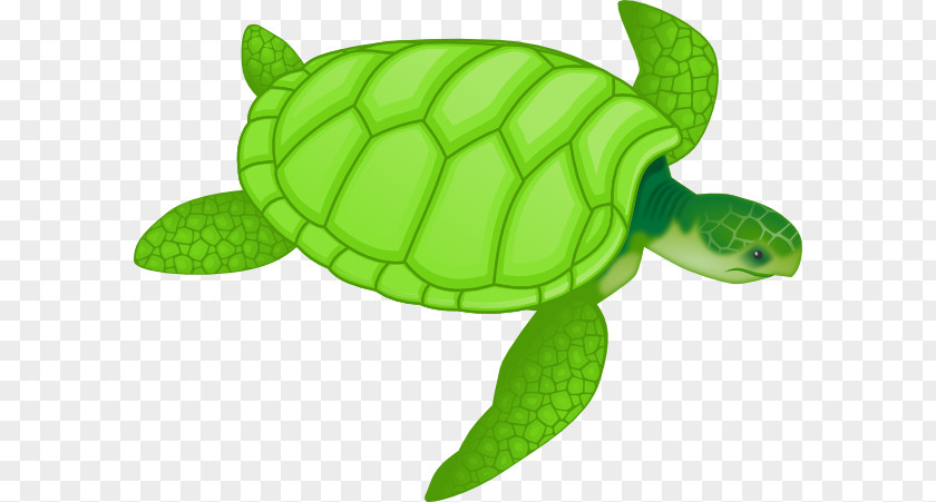Sea Animal Art Green Turtle Drawing Clip PNG