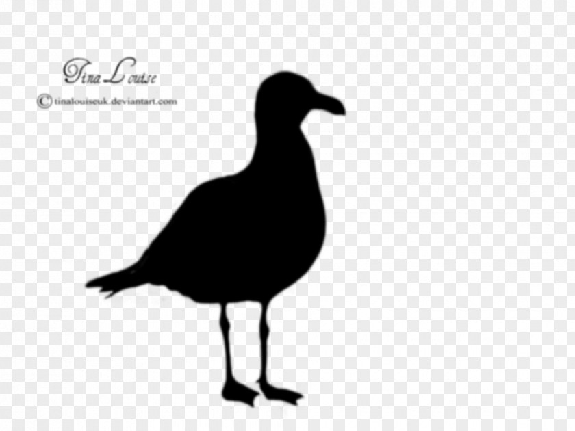 Seagull Gulls Silhouette Clip Art PNG