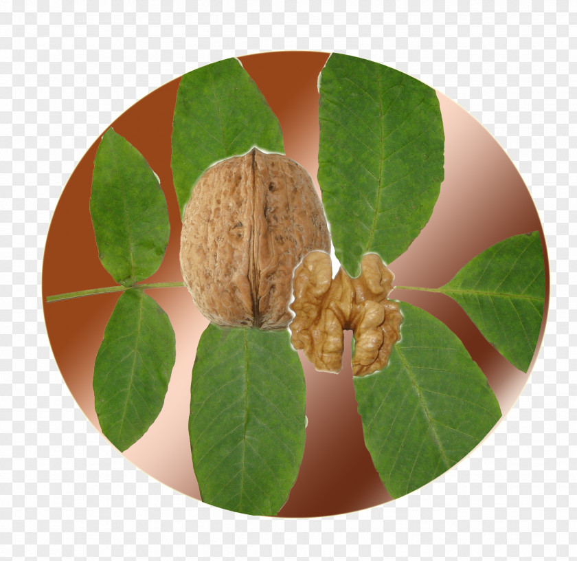 Walnut English Species Cultivar PNG