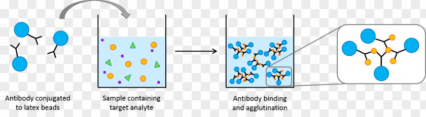 Agglutination Latex Beads Fixation Test Antibody Assay PNG