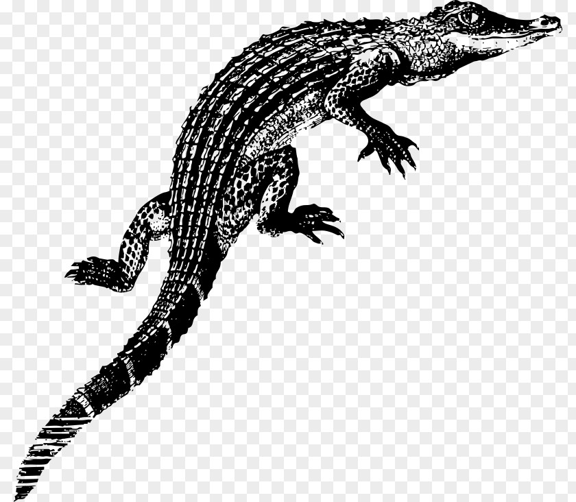 Alligator Infant Crocodile T-shirt Clip Art PNG