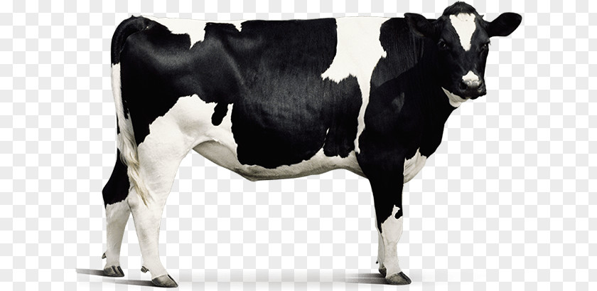 Dairy Cattle Agriculture Animal Husbandry PNG