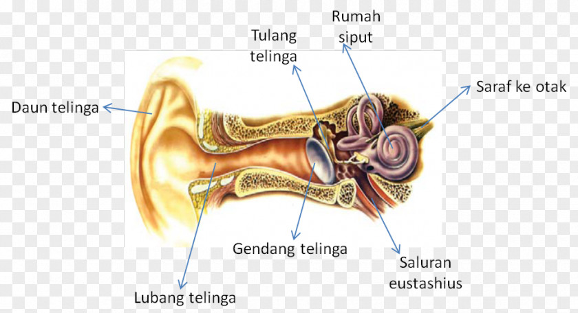 Ear Hearing Sense Homo Sapiens Sensory Nervous System PNG