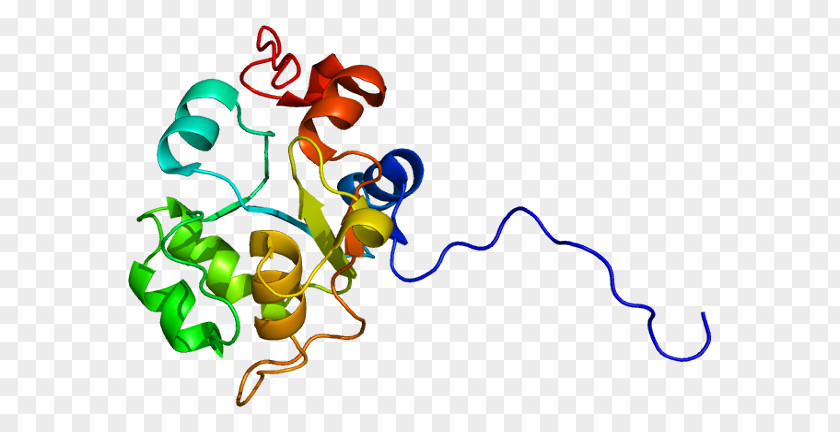 Protein–protein Interaction USP8 Ubiquitin Acid Hydrolase PNG