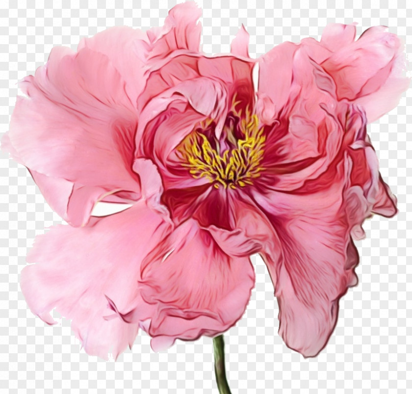 Cabbage Rose Cut Flowers Floral Design Petal PNG