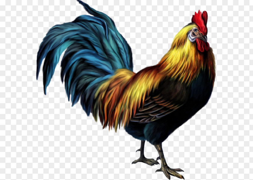 Croad Langshan Dorking Chicken Rooster Clip Art PNG