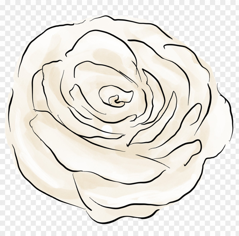 Design Garden Roses Drawing Floral Cut Flowers PNG