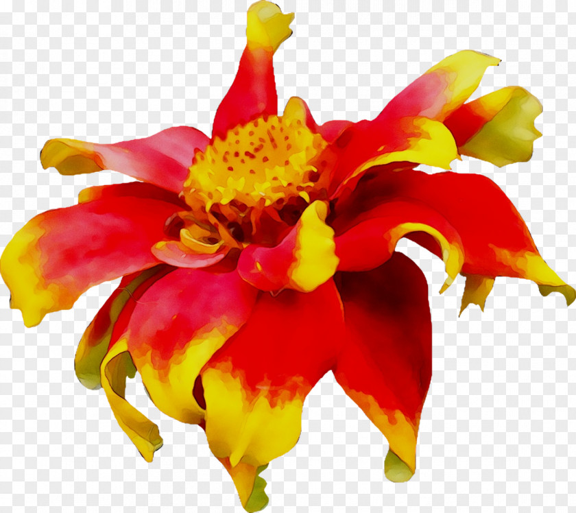 Floral Design Alstroemeriaceae Cut Flowers Canna PNG