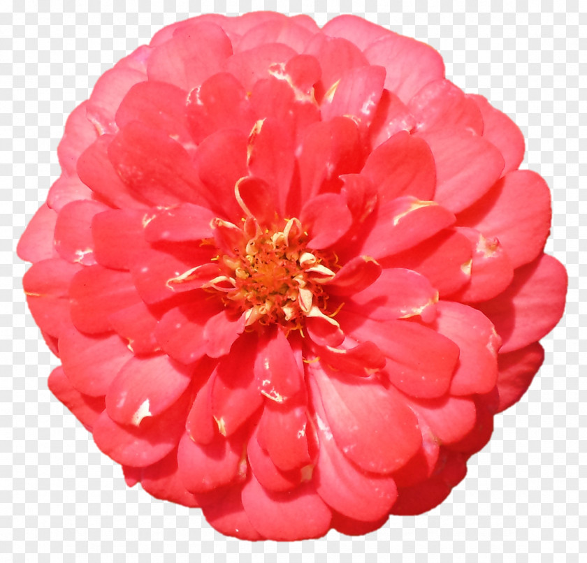 Flower Clip Art Red Dahlia Photography PNG
