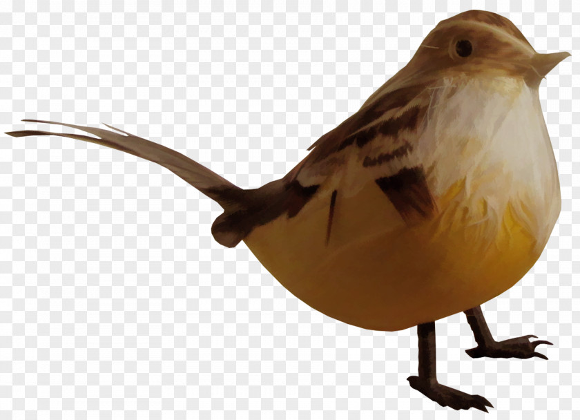 Golden Birds House Sparrow Bird Common Nightingale PNG