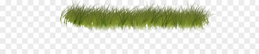 Hair Coloring Green Grasses Family PNG
