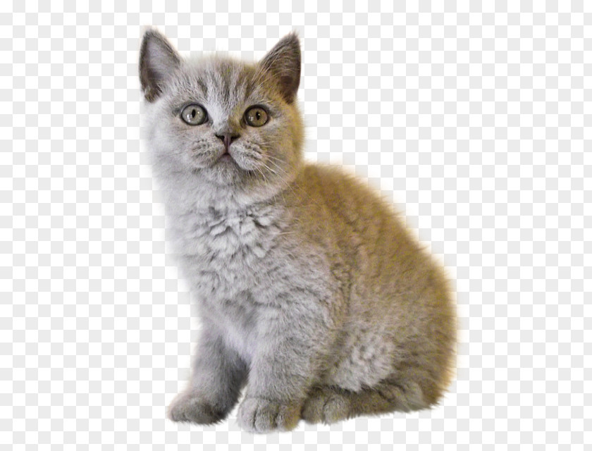 Kitten British Shorthair Clip Art PNG
