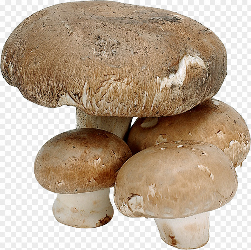 Mushroom Common Shiitake Fungus Edible PNG
