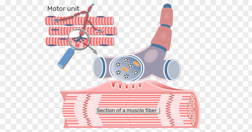 Pericardium Neuromuscular Junction Motor Unit Axon Skeletal Muscle PNG
